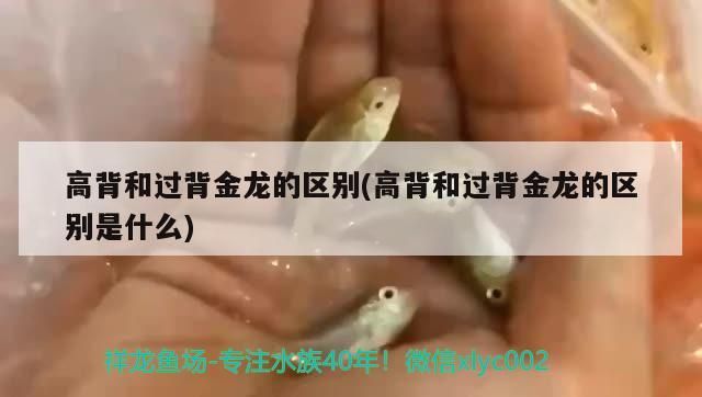 高背和過背金龍的區別(高背和過背金龍的區別是什么)（——高背和過背金龍的區別是什么）