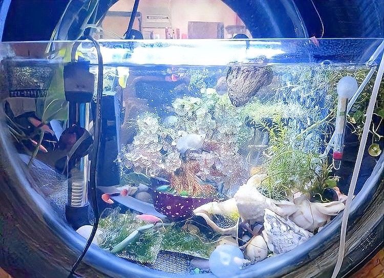 如何正確安裝魚缸加熱棒？（安裝魚缸加熱棒是確保水族箱溫度適宜的關鍵步驟）