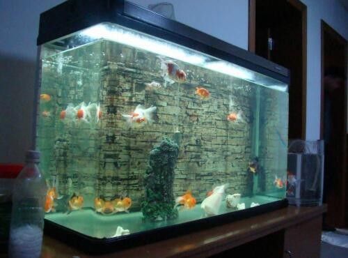 如何正確安裝魚缸加熱棒？（安裝魚缸加熱棒是確保水族箱溫度適宜的關鍵步驟）