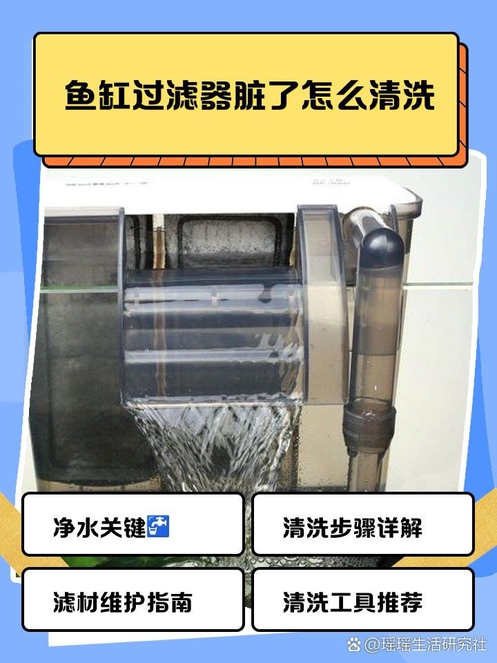 清洗龍魚缸過濾器有哪些步驟（清洗龍魚缸過濾器的步驟）
