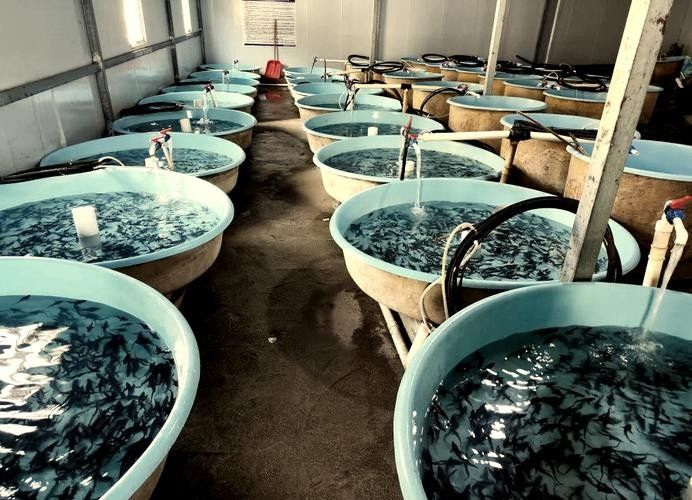 貴州鱘魚的市場價格是多少？（貴州鱘魚市場價格及其影響因素探討貴州鱘魚市場價格）