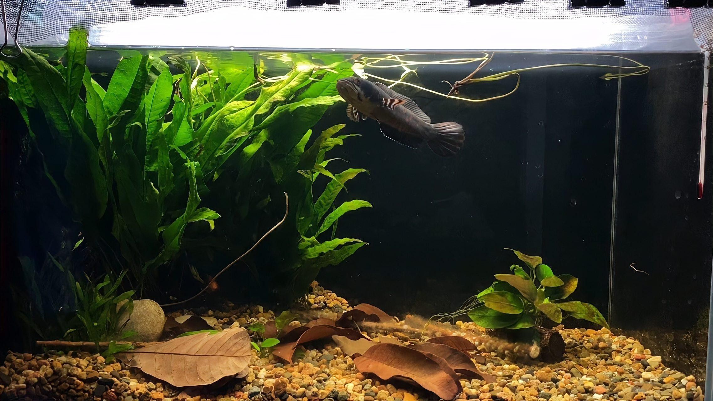 幻彩紅寶石雷龍魚適合新手嗎（幻彩紅寶石雷龍魚）