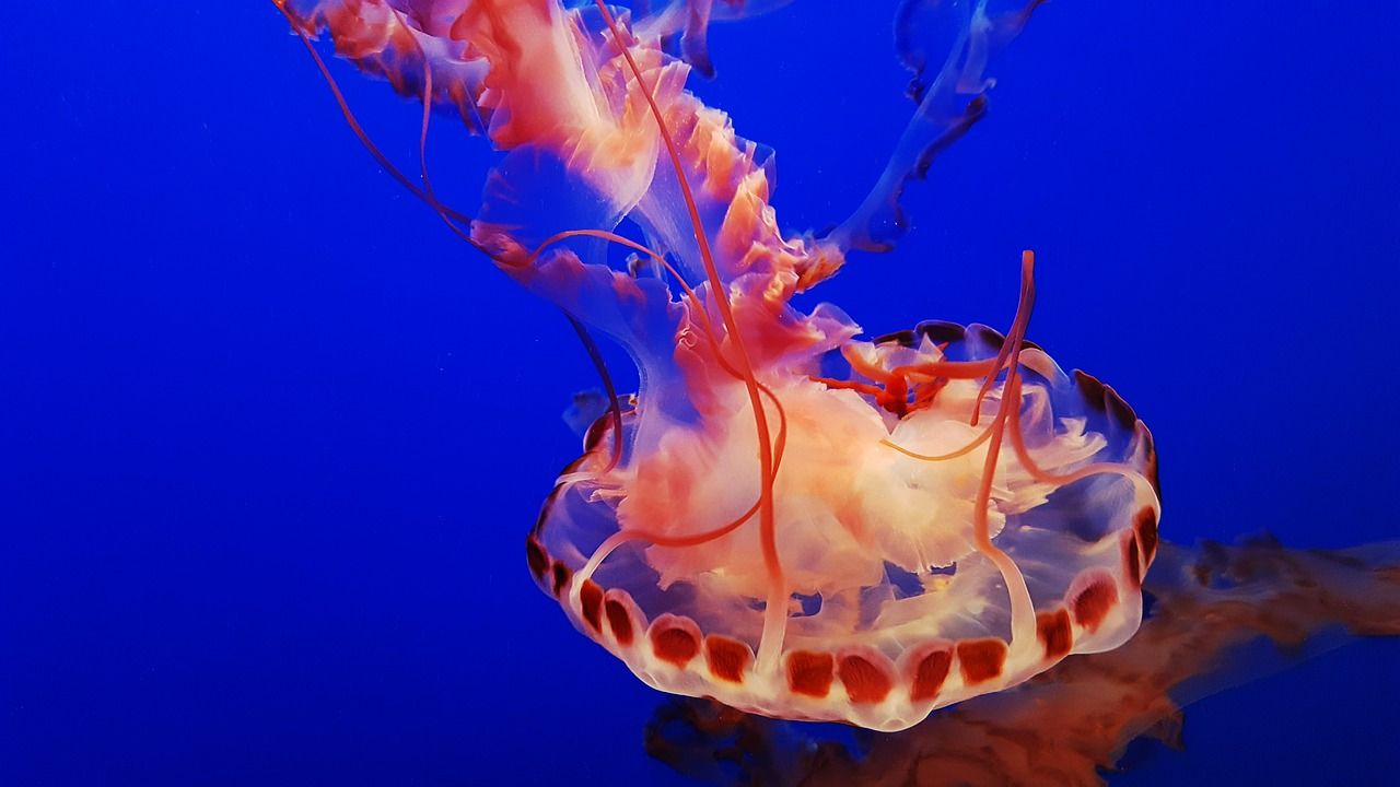魚缸曬不到太陽怎么辦？，客廳養金魚曬不到太陽怎么辦 魚缸曬不到太陽怎么辦？，客廳養金魚曬不到太陽怎么辦 觀賞魚百科 第1張