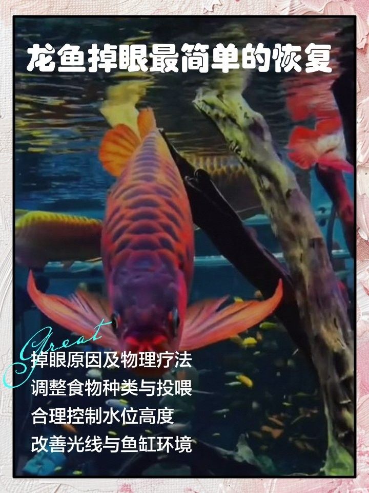 紅龍魚掉眼后如何恢復（紅龍魚掉眼怎么辦） 紅龍魚掉眼后如何恢復（紅龍魚掉眼怎么辦） 龍魚百科 第6張