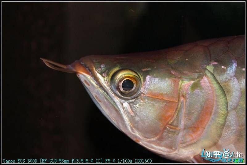 紅龍魚掉眼后如何恢復（紅龍魚掉眼怎么辦） 紅龍魚掉眼后如何恢復（紅龍魚掉眼怎么辦） 龍魚百科 第9張