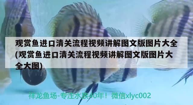 廈門哪里有賣魚缸的地方（ 廈門哪里買魚缸）（廈門哪里可以買烏龜）