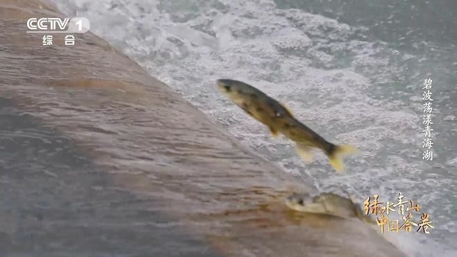 鯉魚跳龍門在現代如何傳承？（“鯉魚跳龍門”在現代社會的傳承不僅僅是一個寓言故事）