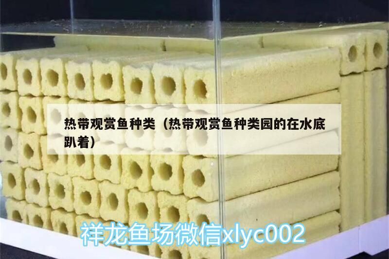熱帶觀賞魚種類（熱帶觀賞魚種類園的在水底趴著）（30種常見熱帶觀賞魚） 熱帶觀賞魚種類（熱帶觀賞魚種類園的在水底趴著）（30種常見熱帶觀賞魚） 觀賞魚百科