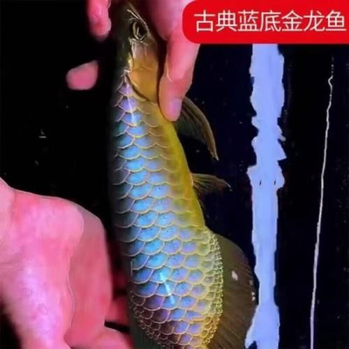 B過金龍魚和青龍魚哪個(gè)更貴（金龍魚和青龍魚哪個(gè)更貴）
