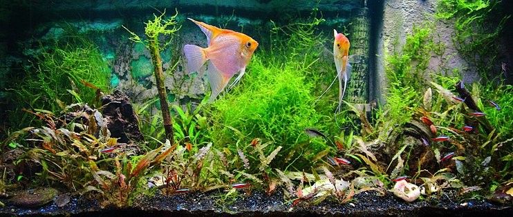 龍魚魚缸布景需要哪些材料（雷龍魚新家大揭秘一米五大缸造景全攻略蘇韻樂飲坊） 龍魚魚缸布景需要哪些材料（雷龍魚新家大揭秘一米五大缸造景全攻略蘇韻樂飲坊） 龍魚百科 第8張