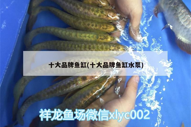 十大品牌魚缸(十大品牌魚缸水泵)（養龍魚什么牌子的魚缸好）