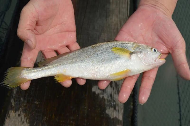 黃龍魚的價格波動大嗎（哪種黃龍魚品種最貴？） 黃龍魚的價格波動大嗎（哪種黃龍魚品種最貴？） 龍魚百科 第6張