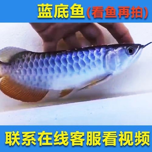 黃龍魚的價格波動大嗎（哪種黃龍魚品種最貴？） 黃龍魚的價格波動大嗎（哪種黃龍魚品種最貴？） 龍魚百科 第4張