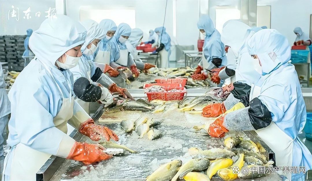 黃龍魚的價格波動大嗎（哪種黃龍魚品種最貴？） 黃龍魚的價格波動大嗎（哪種黃龍魚品種最貴？） 龍魚百科 第7張