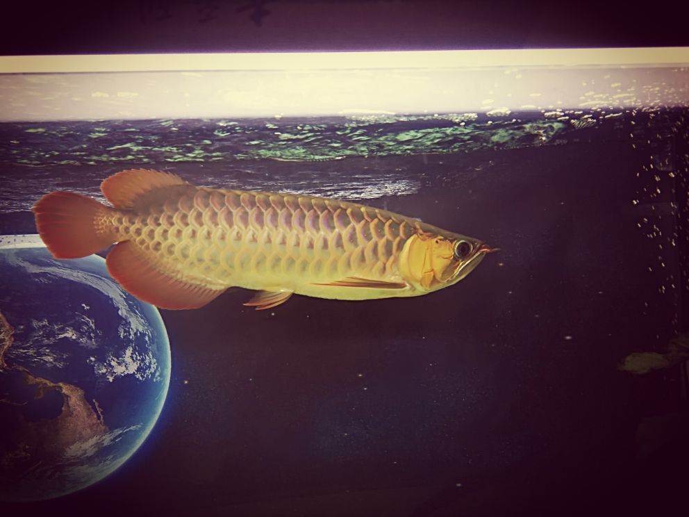 關于龍魚的身體語言您了解多少？（轉載）（關于龍魚的一些小知識）