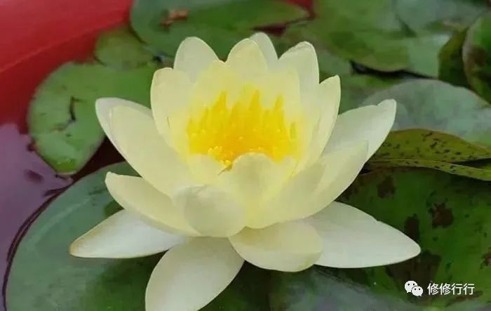 銅質或鍍金擺件如何保養(yǎng)（曲陽縣炳宇雕塑有限公司銅質或鍍金擺件保養(yǎng)秘籍大揭秘）