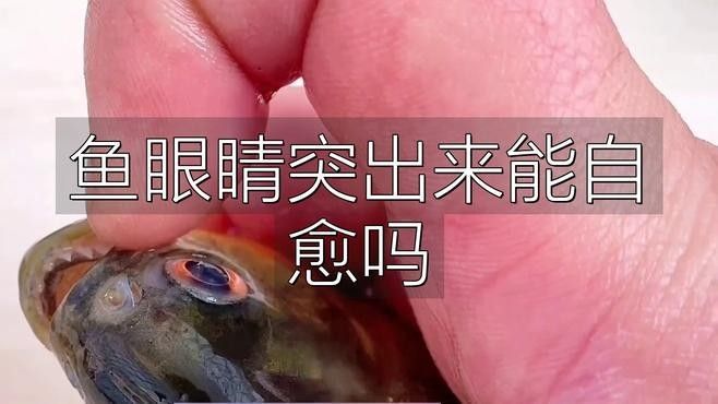 雷龍魚凸眼病多久會好（觀賞魚得了突眼病(凸眼病)教你一招解決） 雷龍魚凸眼病多久會好（觀賞魚得了突眼病(凸眼病)教你一招解決） 龍魚百科 第2張