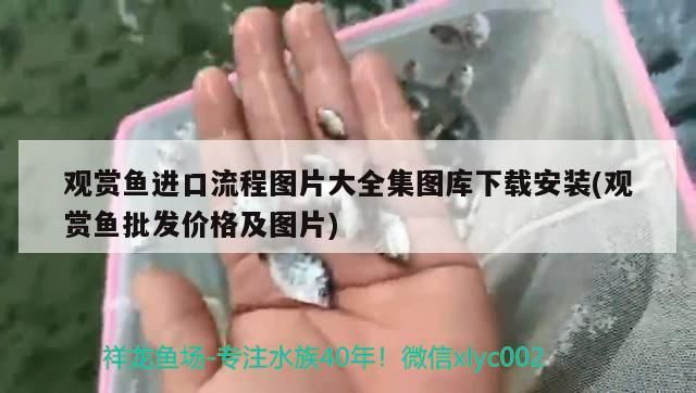 觀賞魚進(jìn)口流程圖片大全集圖庫下載安裝(觀賞魚批發(fā)價(jià)格及圖片)（觀賞魚進(jìn)口流程圖片大全）