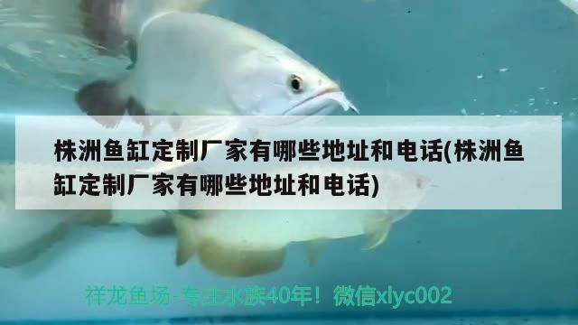 龍擺件需要開光嗎，龍擺件開光與擺放的完整指南 龍擺件需要開光嗎，龍擺件開光與擺放的完整指南 龍魚百科 第1張