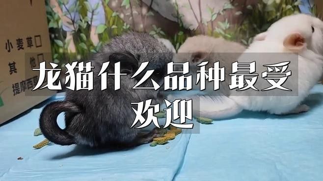 哪種顏色的龍貓最受歡迎（什么顏色的龍貓最受歡迎） 哪種顏色的龍貓最受歡迎（什么顏色的龍貓最受歡迎） 龍魚百科 第1張