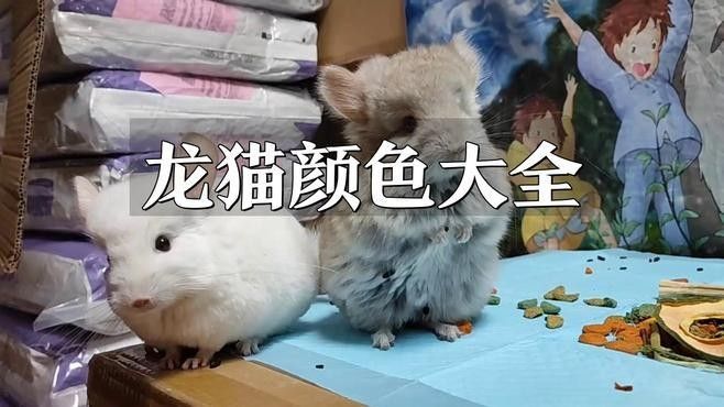 哪種顏色的龍貓最受歡迎（什么顏色的龍貓最受歡迎） 哪種顏色的龍貓最受歡迎（什么顏色的龍貓最受歡迎） 龍魚百科 第3張