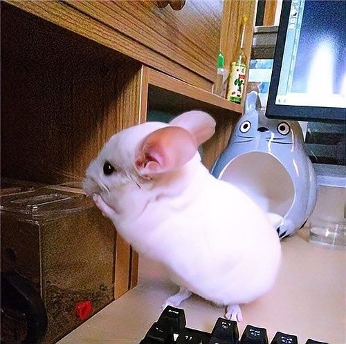 哪種顏色的龍貓最受歡迎（什么顏色的龍貓最受歡迎） 哪種顏色的龍貓最受歡迎（什么顏色的龍貓最受歡迎） 龍魚百科 第7張