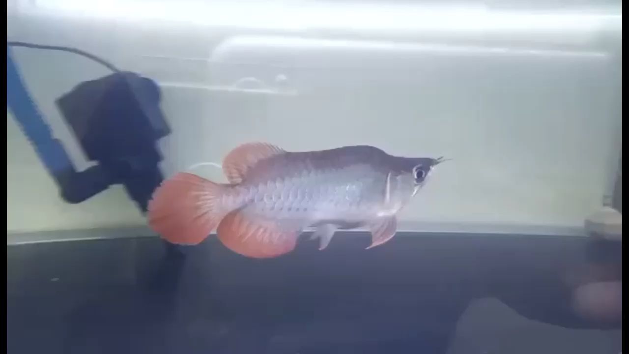 焦作觀賞魚市場福龍19分左右（河南焦作觀賞魚市場）