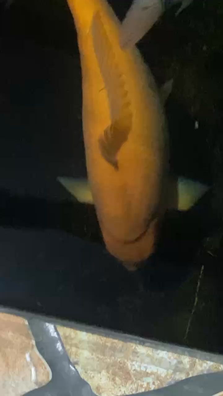 淮南水族館貼膘貼膘（安徽淮南水族館） 淮南水族館貼膘貼膘（安徽淮南水族館） 觀賞魚百科 第1張