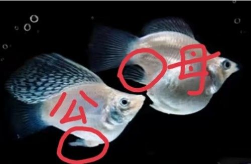 公魚(yú)和母魚(yú)如何配對(duì)？（公魚(yú)和母魚(yú)如何配對(duì)）