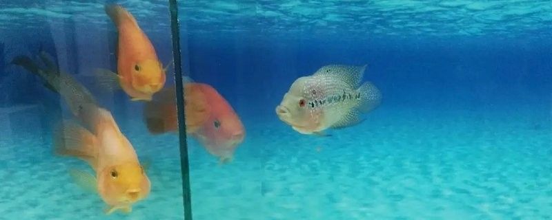 六角龍魚繁殖后多久可以喂食？（六角龍魚繁殖后多久可以喂食） 六角龍魚繁殖后多久可以喂食？（六角龍魚繁殖后多久可以喂食） 龍魚百科 第5張