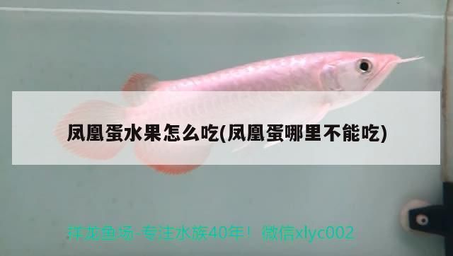 鳳凰蛋水果怎么吃(鳳凰蛋哪里不能吃)（鳳凰蛋水果怎么吃） 鳳凰蛋水果怎么吃(鳳凰蛋哪里不能吃)（鳳凰蛋水果怎么吃） 觀賞魚百科