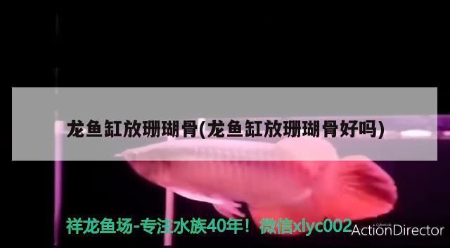龍魚缸放珊瑚骨(龍魚缸放珊瑚骨好嗎)