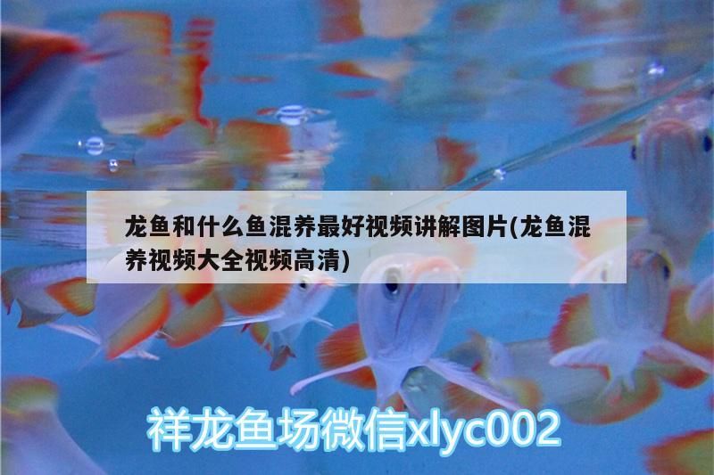 龍魚和什么魚混養(yǎng)最好視頻講解圖片(龍魚混養(yǎng)視頻大全視頻高清)（龍魚和什么魚混養(yǎng)最好視頻講解圖片）