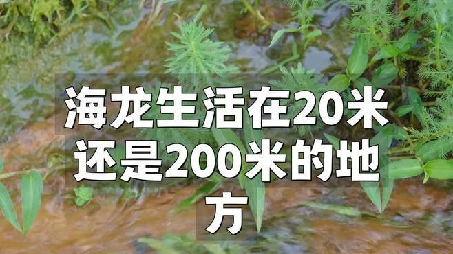 粗吻海龍魚的最佳養殖環境（粗吻海龍的最佳養殖環境）