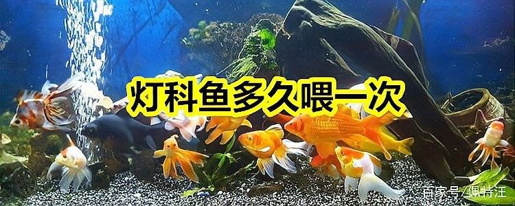 火焰變色龍魚多久喂一次（火焰變色龍的飼養方法）