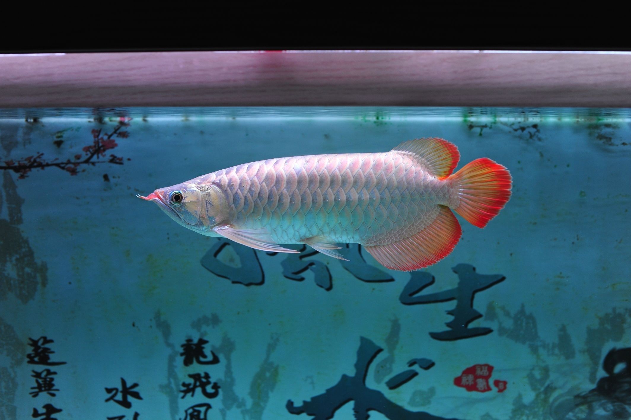 資陽水族館:國慶快樂71歲了（資陽水族館慶祝71歲生日）