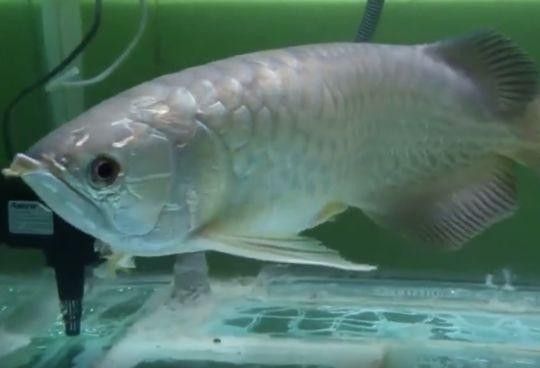 金龍魚頻繁張嘴喘氣會死嗎（金龍魚頻繁張嘴喘氣可能是缺氧的十大征兆）