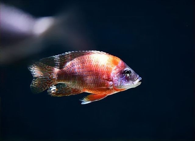 龍魚浮頭后需要隔離治療嗎（魚浮頭后是否需要隔離治療取決于多種因素）
