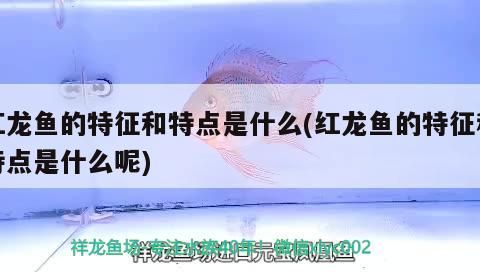 紅龍魚的特征和特點是什么(紅龍魚的特征和特點是什么呢)（挑選紅龍魚的標準和特點是什么）