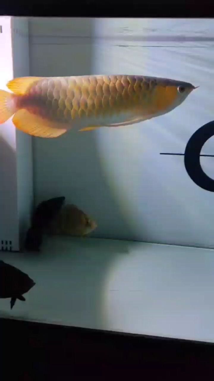 清蒸龍魚(清蒸龍魚的視頻)（清蒸龍魚的做法）