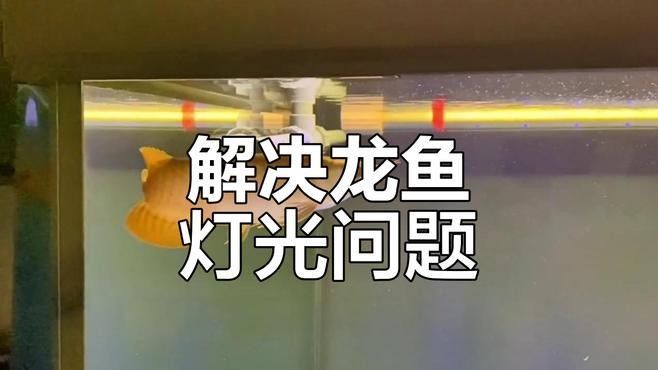 龍魚對光線的敏感度如何（龍魚對光線的需求） 龍魚對光線的敏感度如何（龍魚對光線的需求） 龍魚百科 第1張