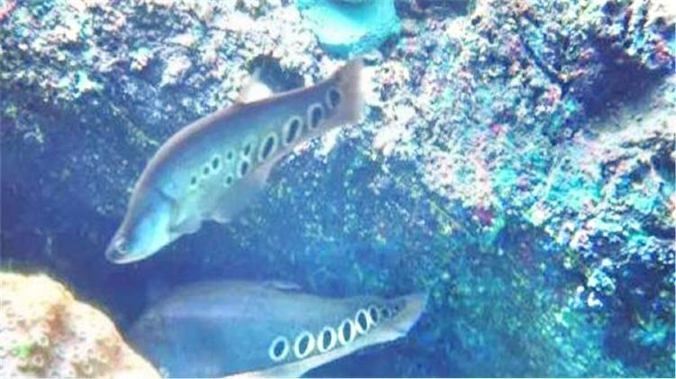 烏前旗哪個水族館龍魚好？祥龍魚場龍魚（烏拉特前旗海洋世界游玩攻略）