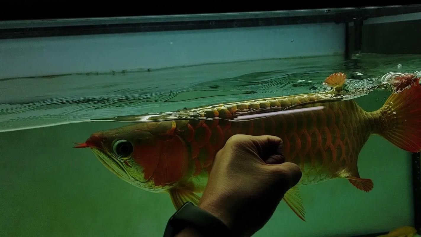烏前旗哪個水族館龍魚好？祥龍魚場龍魚（烏拉特前旗海洋世界游玩攻略）