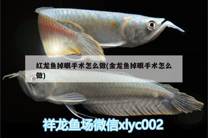 紅龍魚掉眼手術怎么做(金龍魚掉眼手術怎么做)（紅龍魚和金龍魚掉眼手術怎么做紅龍魚掉眼手術怎么做） 紅龍魚掉眼手術怎么做(金龍魚掉眼手術怎么做)（紅龍魚和金龍魚掉眼手術怎么做紅龍魚掉眼手術怎么做） 觀賞魚百科