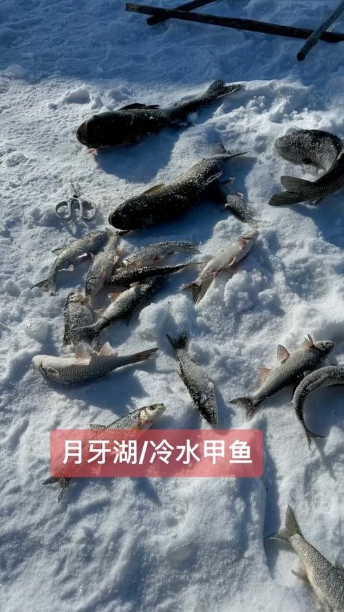 如何聯系到呼倫貝爾龍魚養殖基地(呼倫貝爾龍魚養殖基地:如何聯系到呼倫貝爾龍魚養殖基地) 龍魚百科 第4張 如何聯系到呼倫貝爾龍魚養殖基地(呼倫貝爾龍魚養殖基地:如何聯系到呼倫貝爾龍魚養殖基地) 如何聯系到呼倫貝爾龍魚養殖基地(呼倫貝爾龍魚養殖基地:如何聯系到呼倫貝爾龍魚養殖基地) 龍魚百科 第4張