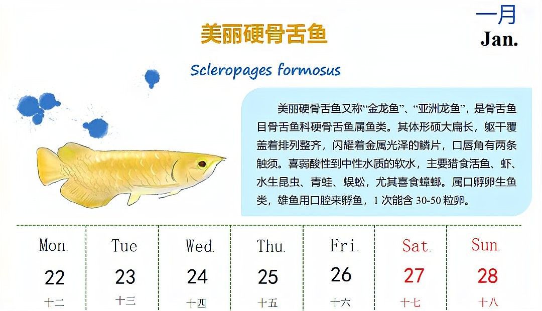 金頭金龍魚繁殖期是什么時候（頭金龍魚的繁殖期繁殖方式介紹）