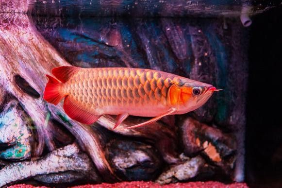 上虞哪個水族館龍魚好？祥龍魚場龍魚（全球首家龍魚繁殖漁場(進口元寶鳳凰魚場） 上虞哪個水族館龍魚好？祥龍魚場龍魚（全球首家龍魚繁殖漁場(進口元寶鳳凰魚場） 龍魚百科 第6張