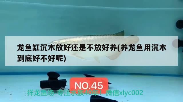 龍魚干蝦有營養嗎 龍魚缸沉木放好還是不放好養(養龍魚用沉木到底好不好呢)(龍魚缸沉木放好還是不放好養) 觀賞魚百科 龍魚缸沉木放好還是不放好養(養龍魚用沉木到底好不好呢)(龍魚缸沉木放好還是不放好養) 龍魚缸沉木放好還是不放好養(養龍魚用沉木到底好不好呢)(龍魚缸沉木放好還是不放好養) 觀賞魚百科