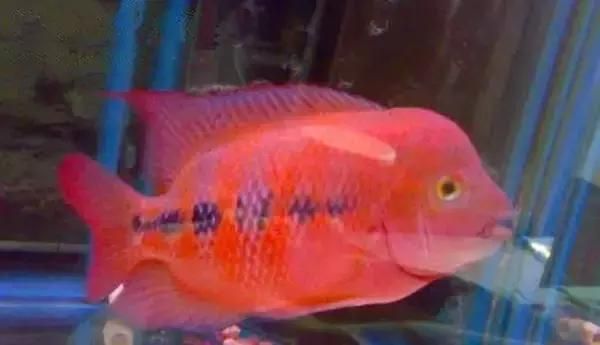 高價值觀賞魚有哪些品種（高價值觀賞魚的養殖技巧和繁殖技巧和繁殖方法至關重要）