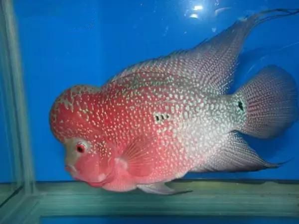 高價值觀賞魚有哪些品種（高價值觀賞魚的養殖技巧和繁殖技巧和繁殖方法至關重要）